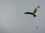 FZ023458 Red kites (Milvus milvus).jpg